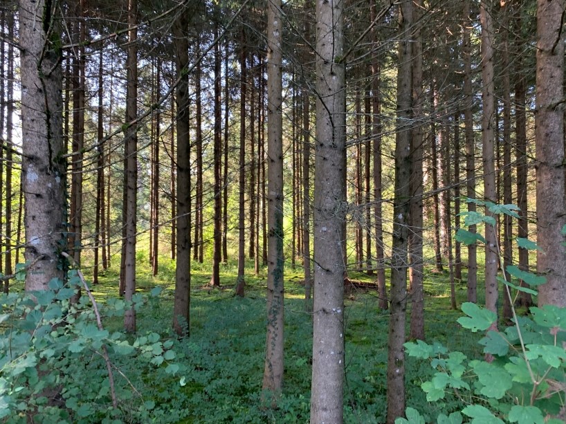 Solche naturfernen Fichtenbestände werden in naturnahe Laubwälder umgewandelt.